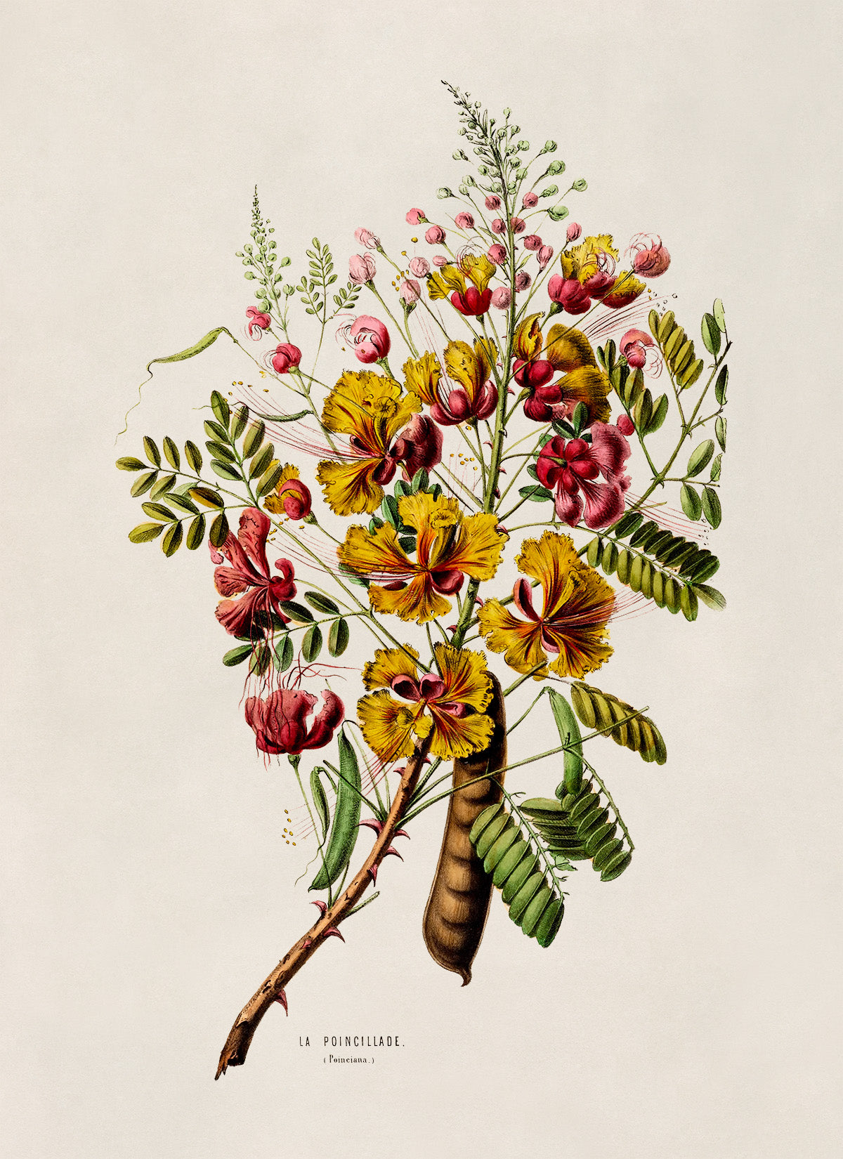 Peacock Flower Plant Botanical Illustration Print, FDA63