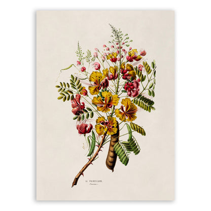 Peacock Flower Plant Botanical Illustration Print, FDA63