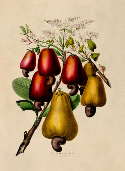 Cashew Tree Plant Botanical Illustration Print, FDA64