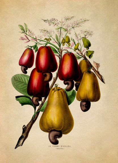 Cashew Tree Plant Botanical Illustration Print, FDA64