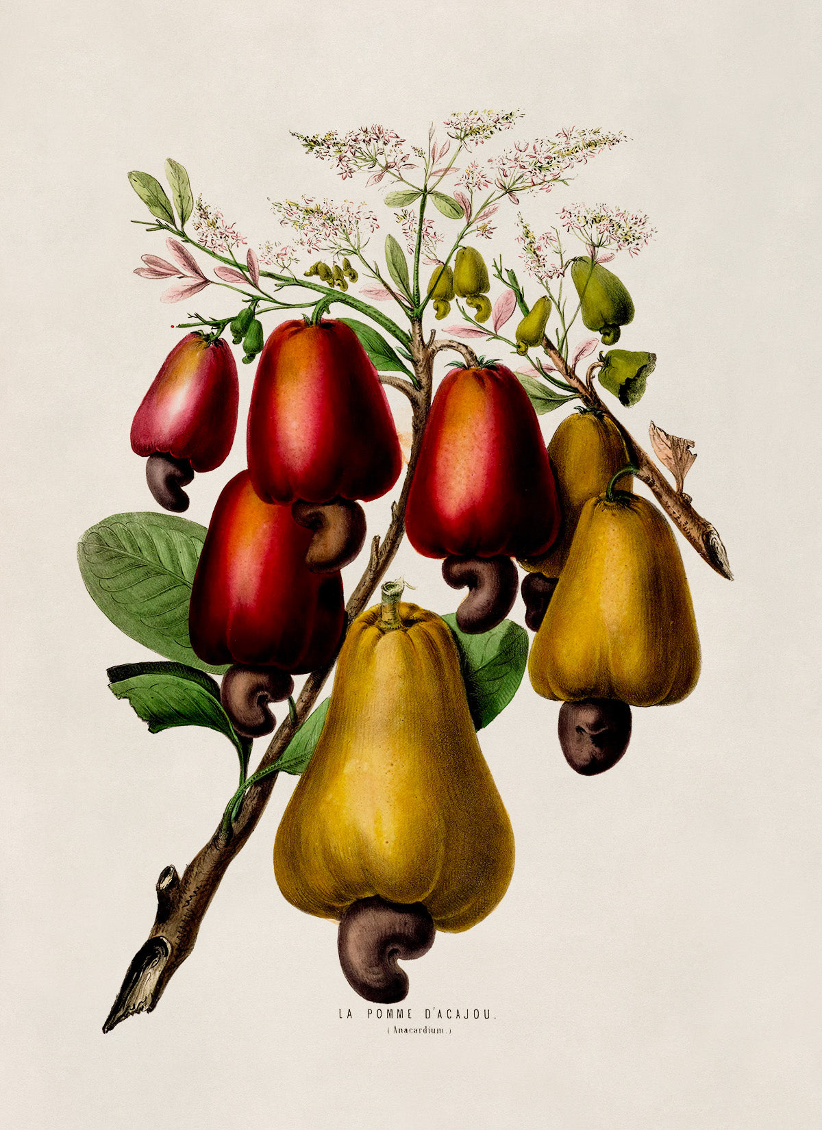 Cashew Tree Plant Botanical Illustration Print, FDA64