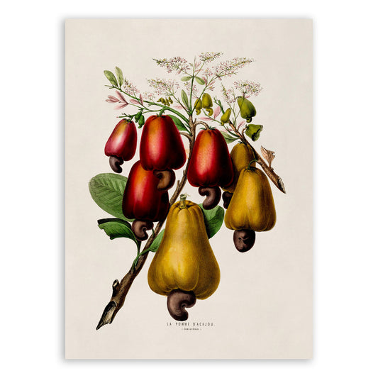 Cashew Tree Plant Botanical Illustration Print, FDA64