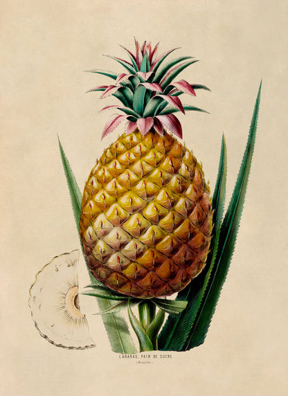 Pineapple Fruit Plant Botanical Illustration Print, FDA65