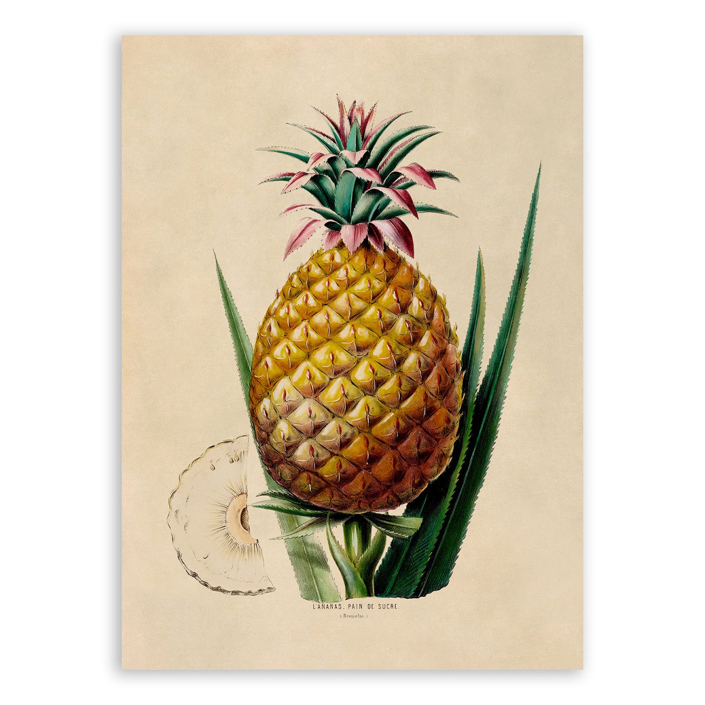 Pineapple Fruit Plant Botanical Illustration Print, FDA65