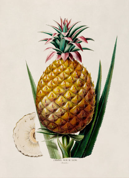 Pineapple Fruit Plant Botanical Illustration Print, FDA65