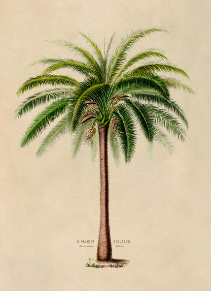 Palm Tree Botanical Illustration Print, FDA66