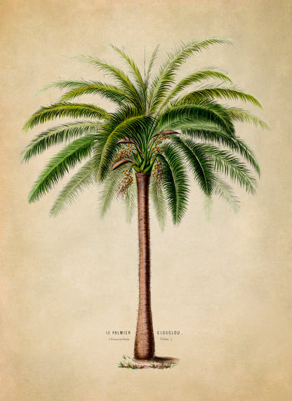 Palm Tree Botanical Illustration Print, FDA66