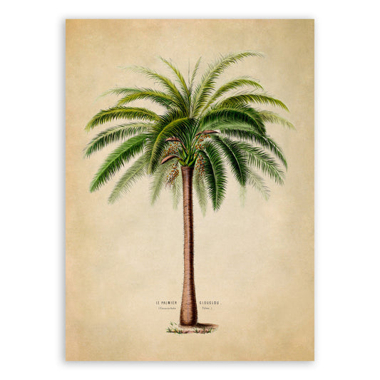 Palm Tree Botanical Illustration Print, FDA66