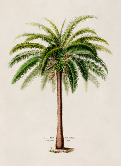 Palm Tree Botanical Illustration Print, FDA66