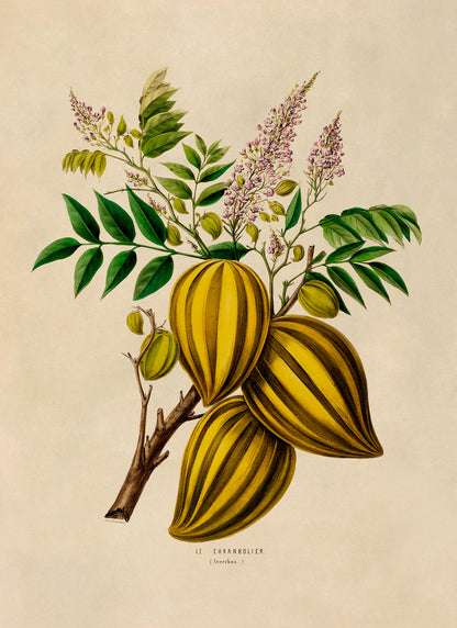 Carambola Star Fruit Tree Botanical Illustration Print, FDA67