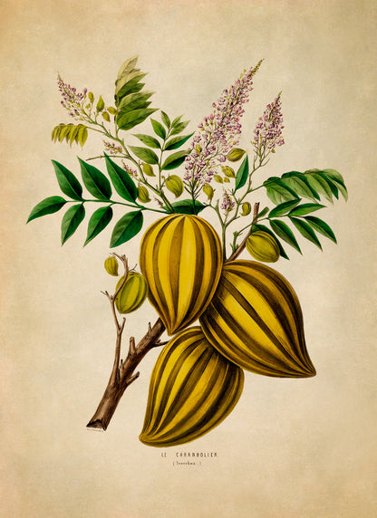 Carambola Star Fruit Tree Botanical Illustration Print, FDA67