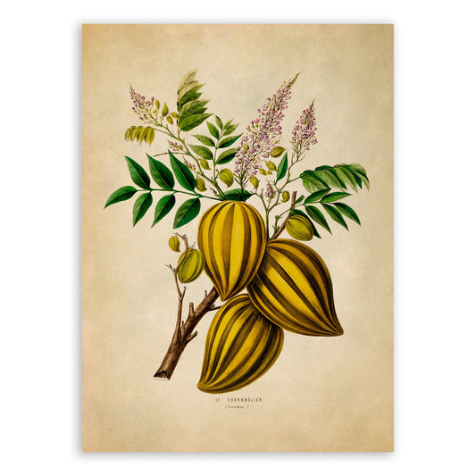 Carambola Star Fruit Tree Botanical Illustration Print, FDA67