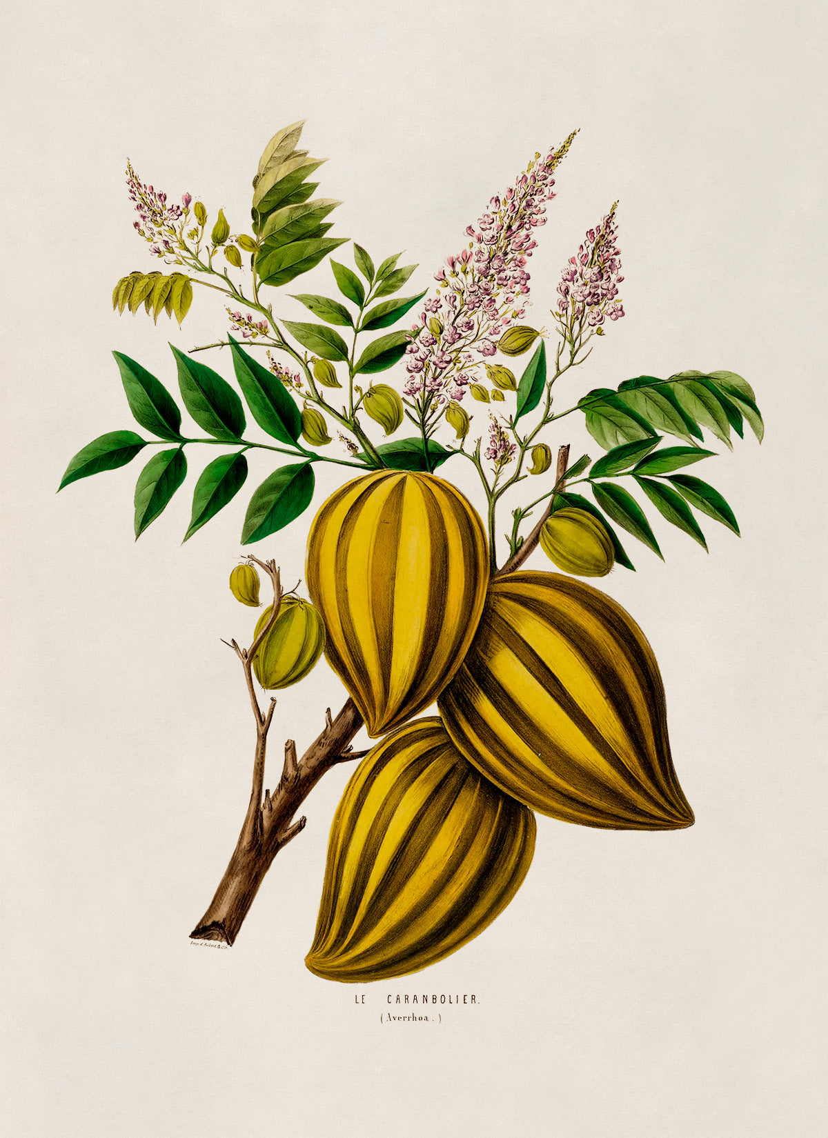 Carambola Star Fruit Tree Botanical Illustration Print, FDA67