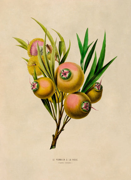 Rose Apple Botanical Illustration Print, FDA68