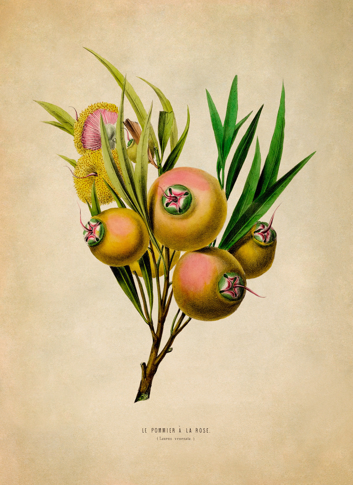 Rose Apple Botanical Illustration Print, FDA68