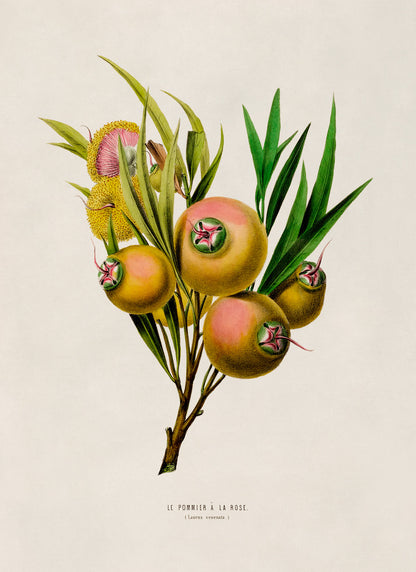 Rose Apple Botanical Illustration Print, FDA68