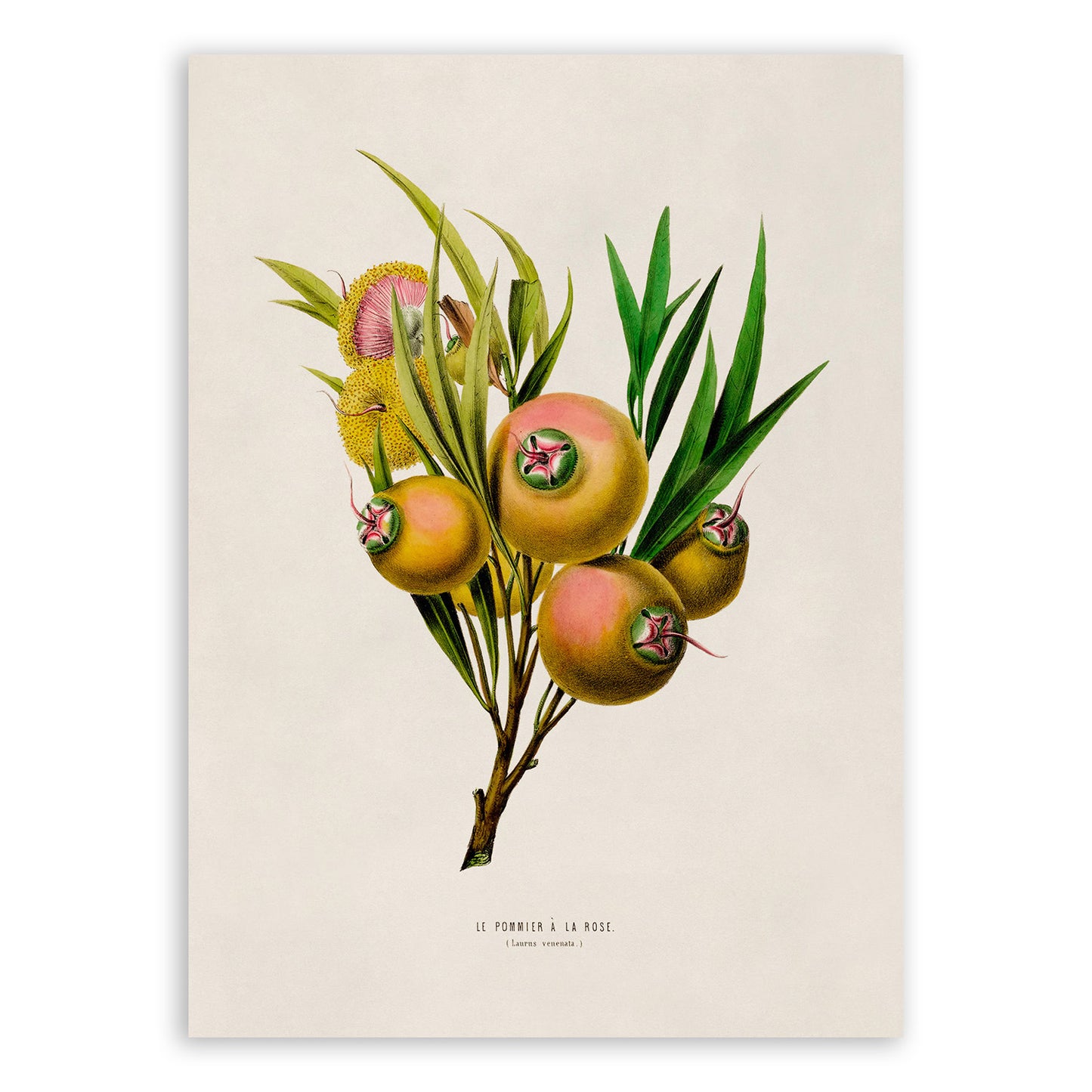 Rose Apple Botanical Illustration Print, FDA68