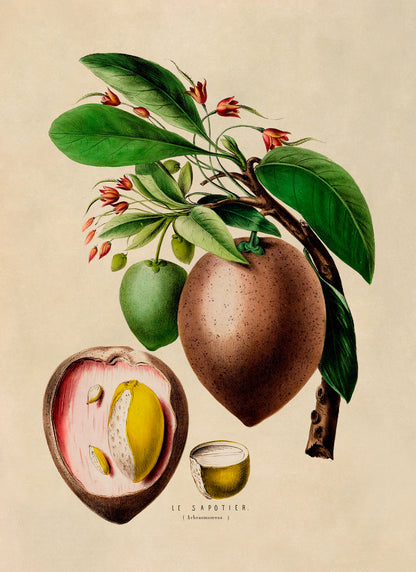 Sapodilla Plant Botanical Illustration Print, FDA69