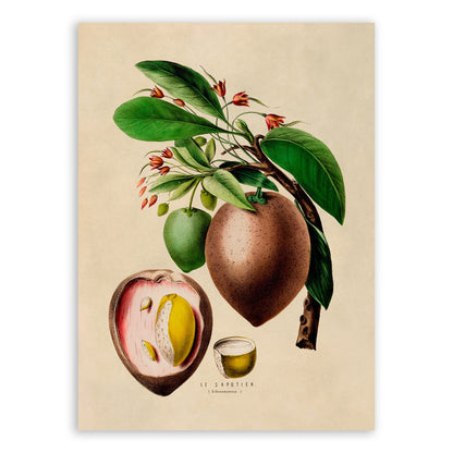 Sapodilla Plant Botanical Illustration Print, FDA69