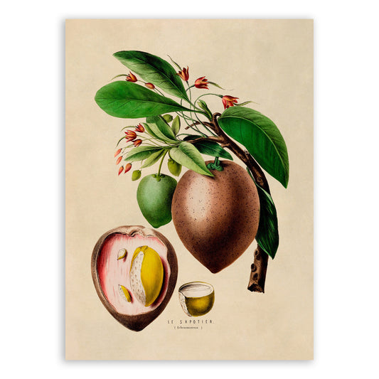 Sapodilla Plant Botanical Illustration Print, FDA69