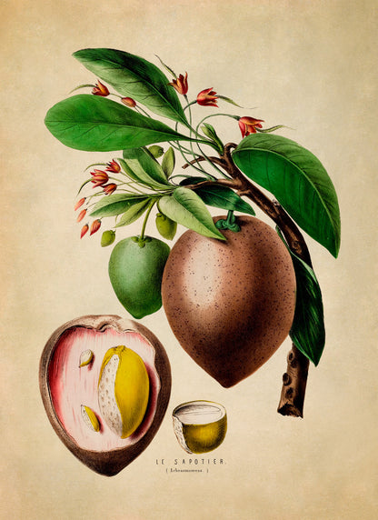 Sapodilla Plant Botanical Illustration Print, FDA69