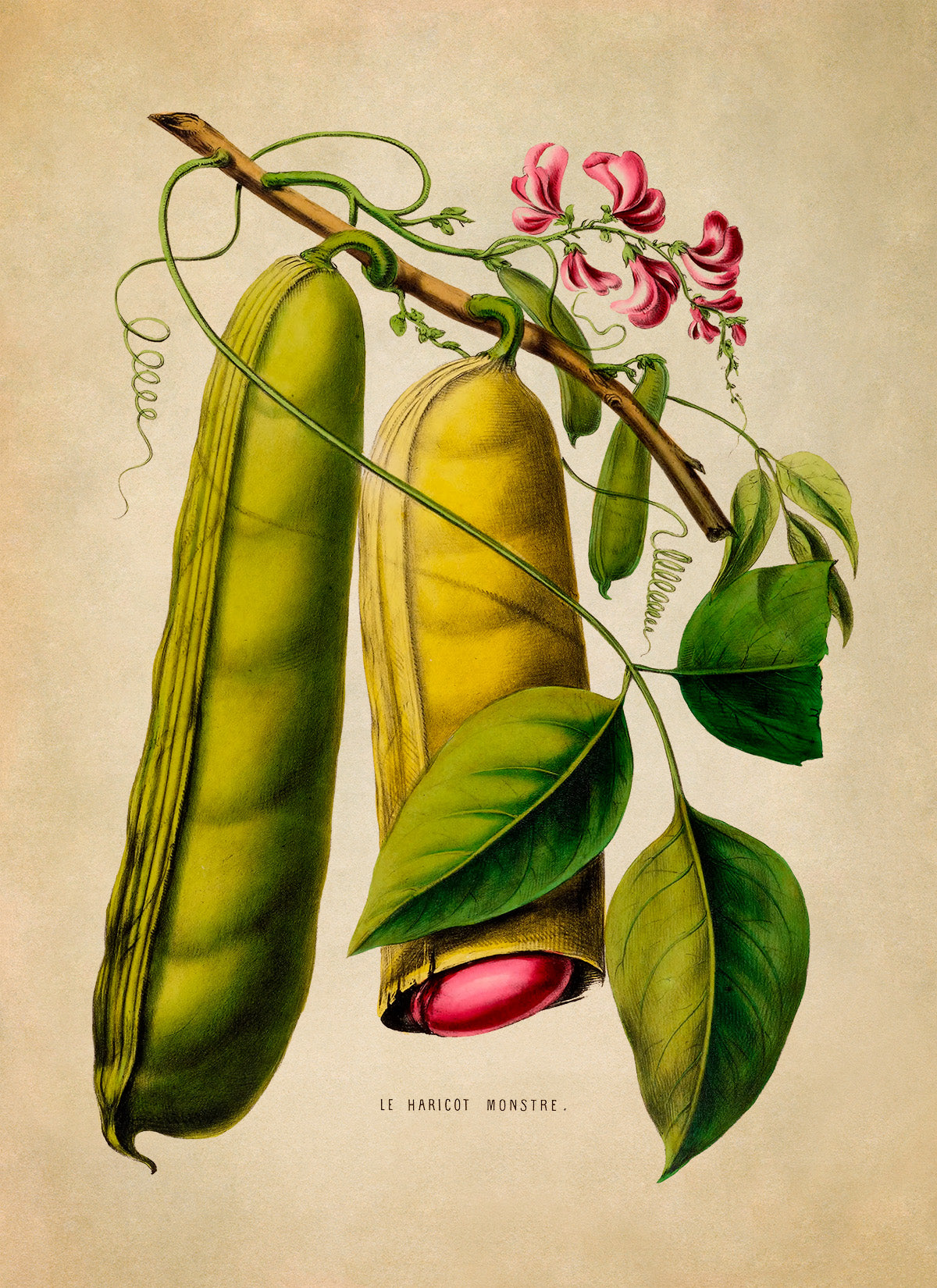 Sword Bean Plant Botanical Illustration Print, FDA70