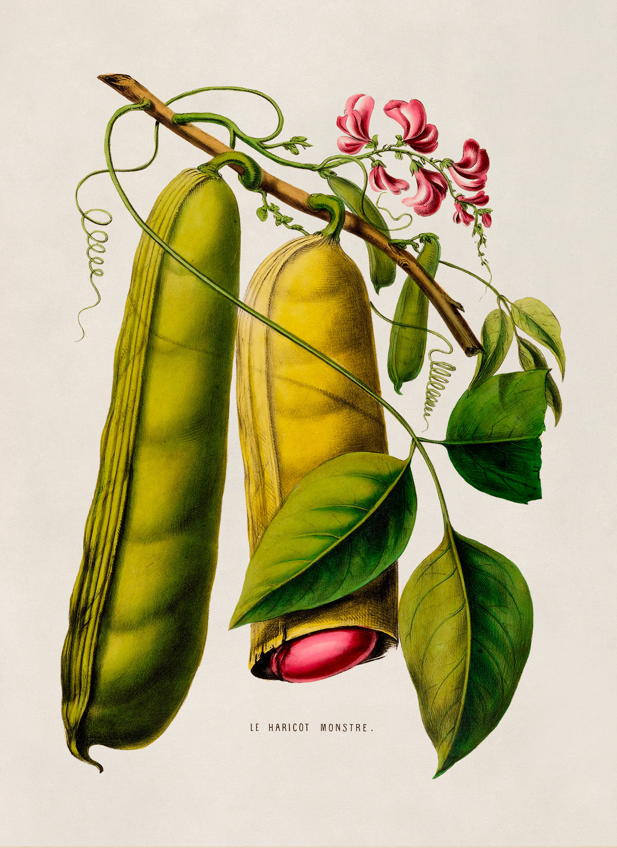 Sword Bean Plant Botanical Illustration Print, FDA70