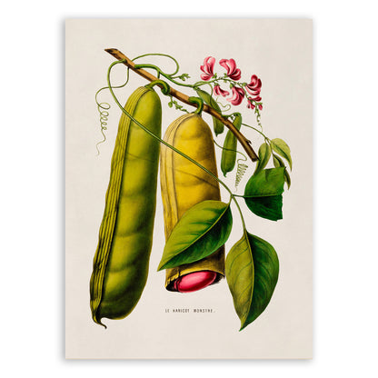 Sword Bean Plant Botanical Illustration Print, FDA70