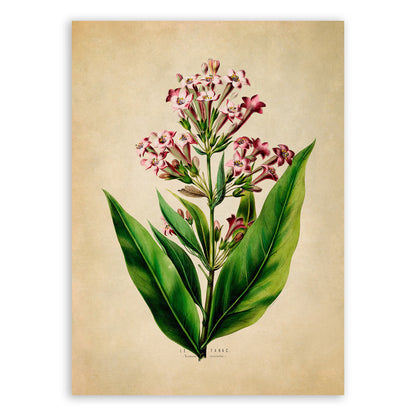 Tobacco Plant Botanical Illustration Print, FDA71