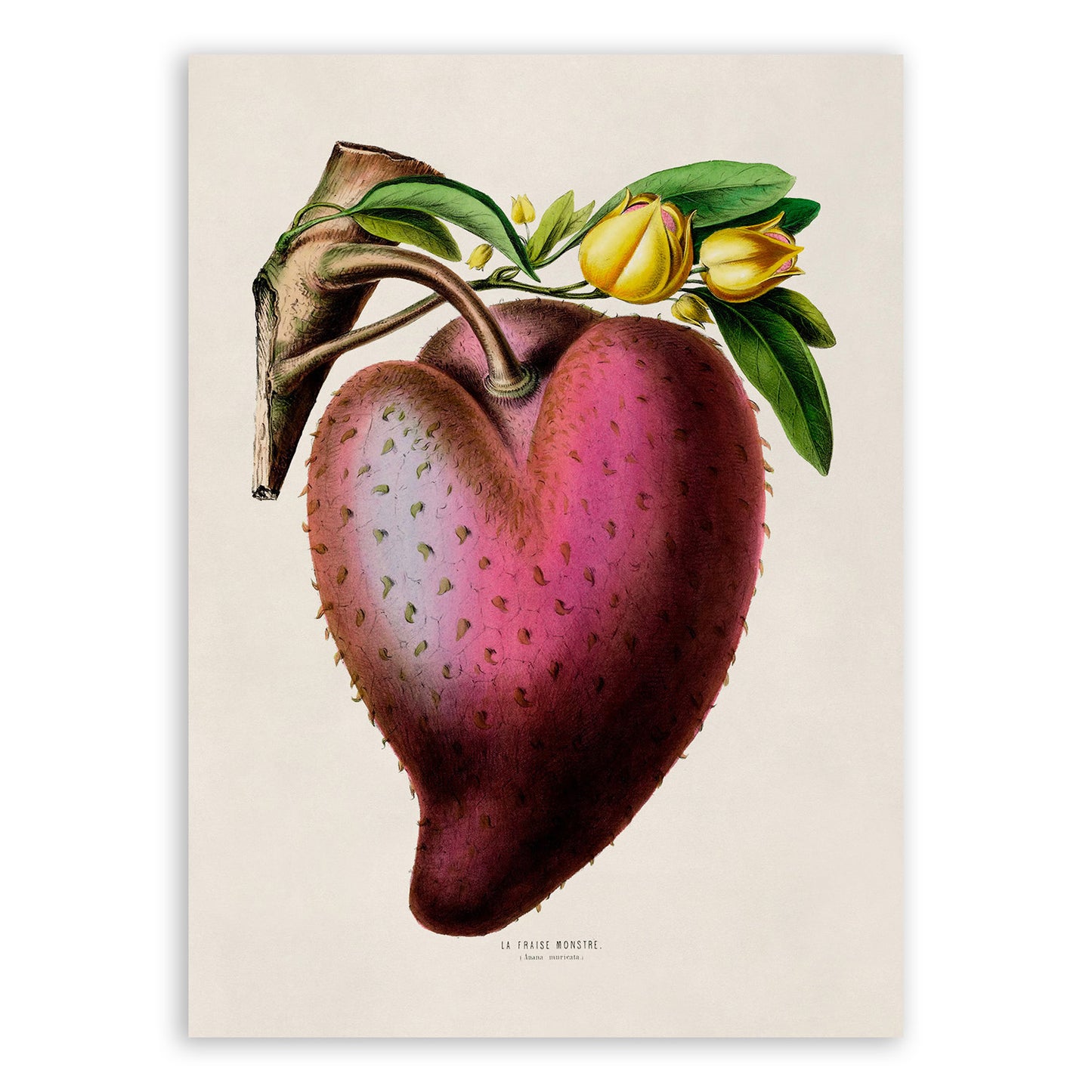 Soursop Plant Botanical Illustration Print, FDA2