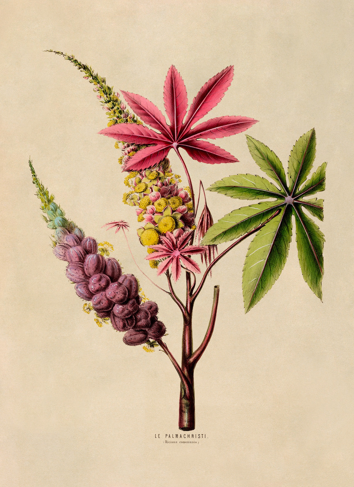 Castor Bean Plant Botanical Illustration Print, FDA73