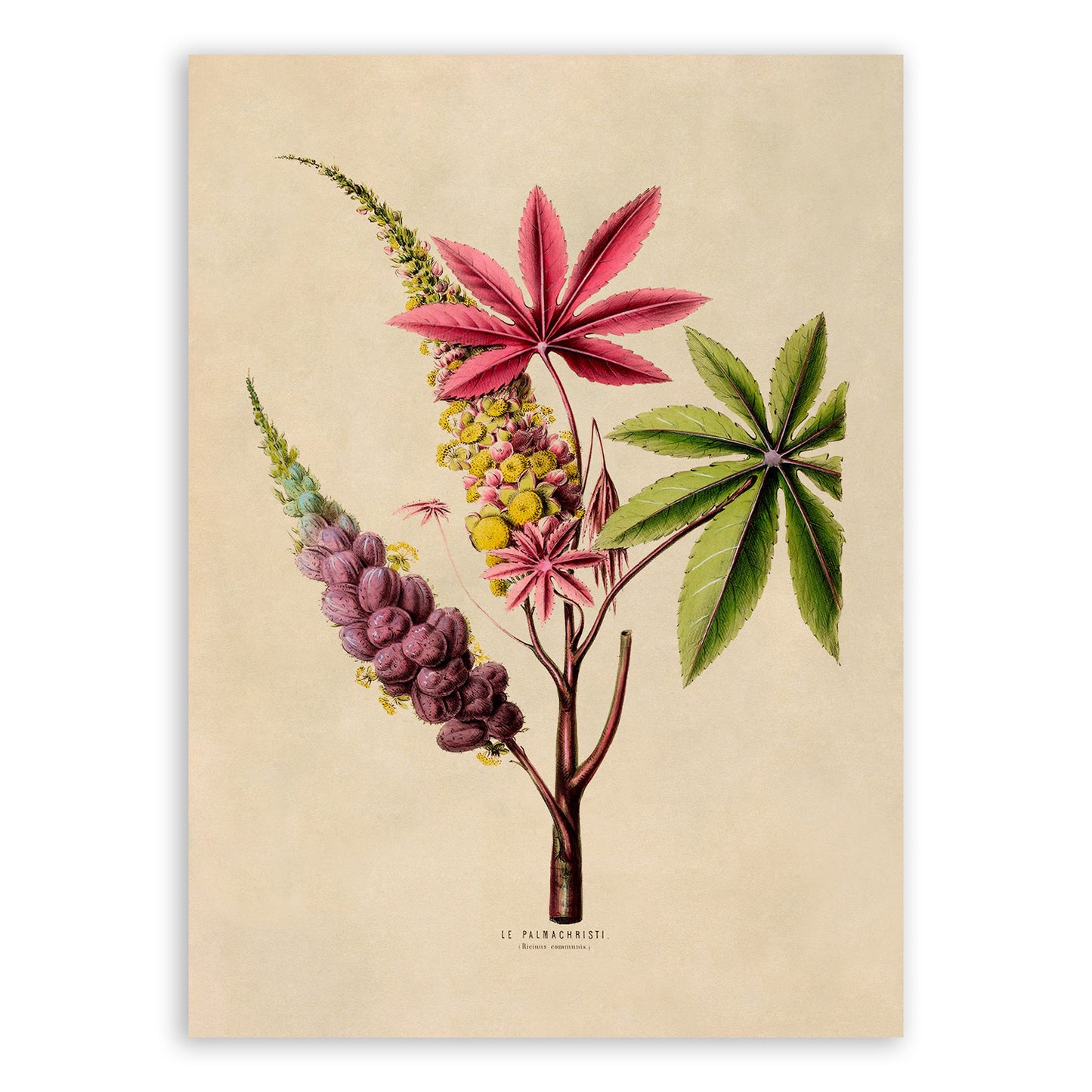 Castor Bean Plant Botanical Illustration Print, FDA73