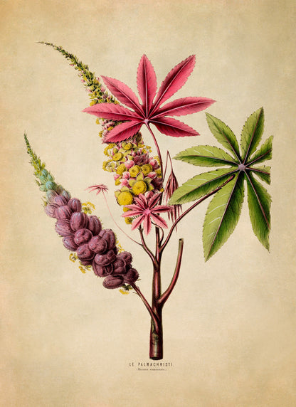 Castor Bean Plant Botanical Illustration Print, FDA73