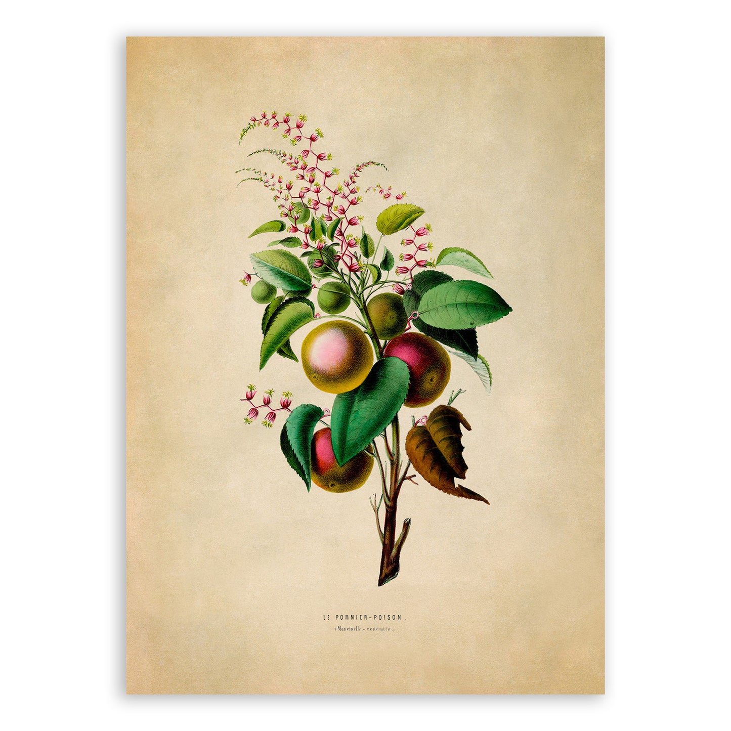 Manchineel Tree Plant Botanical Illustration Print, FDA74