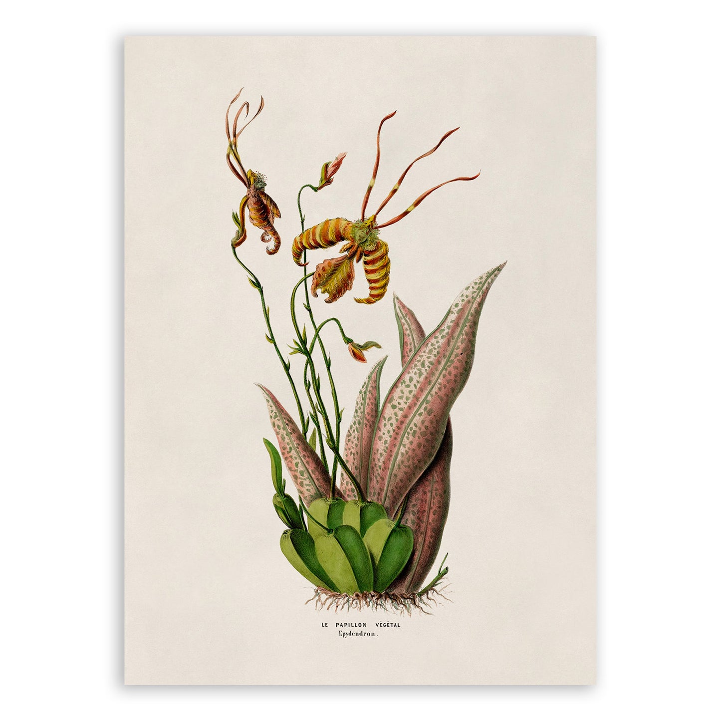 Psychosis Mendenhall Orchid Plant Botanical Illustration Print, FDA75