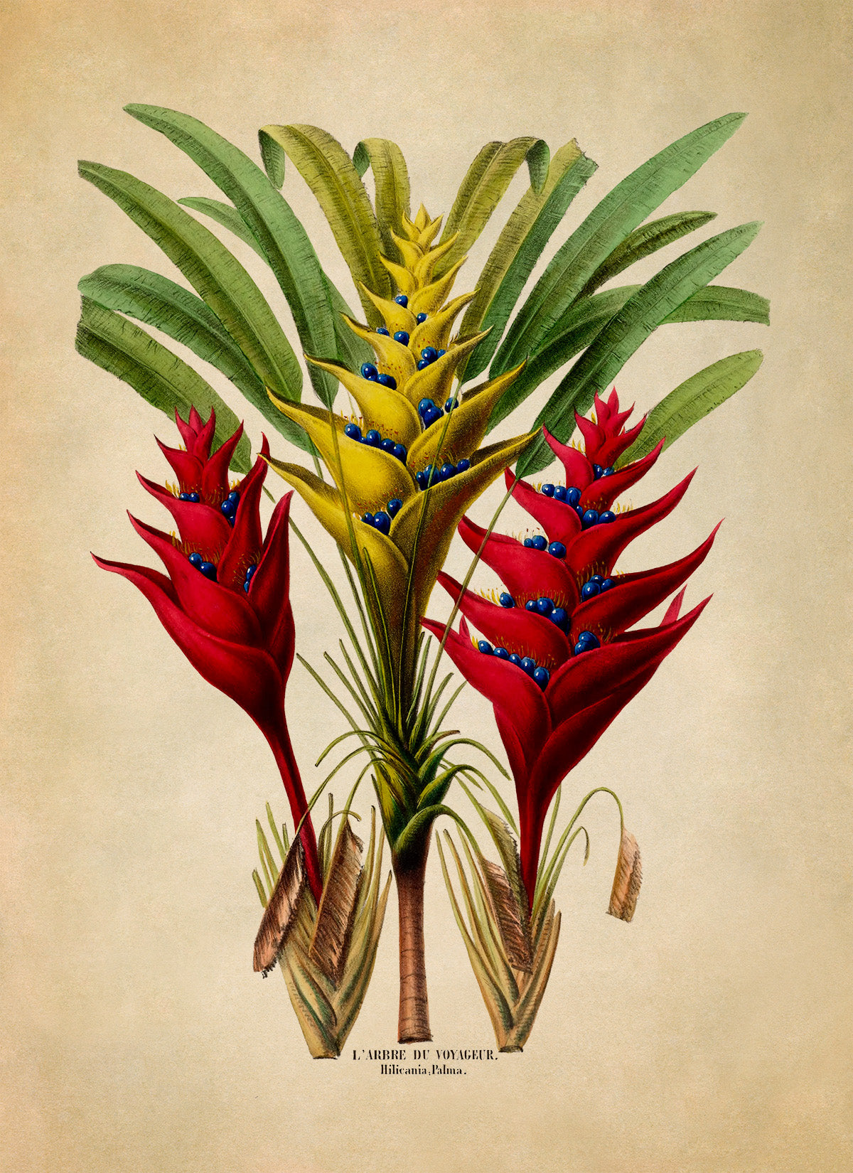 Heliconia Plant Botanical Illustration Print, FDA76