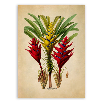 Heliconia Plant Botanical Illustration Print, FDA76