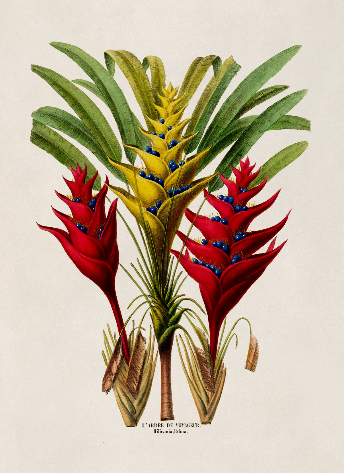 Heliconia Plant Botanical Illustration Print, FDA76