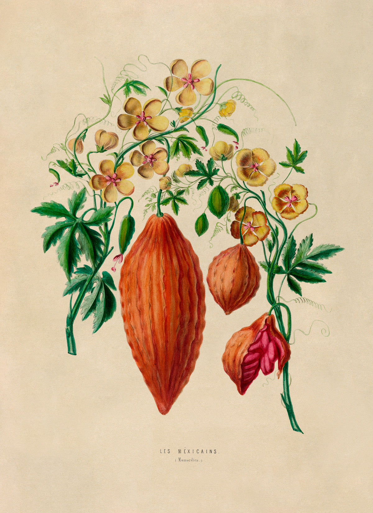 Bitter Melon Plant Botanical Illustration Print, FDA77