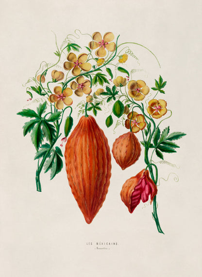 Bitter Melon Plant Botanical Illustration Print, FDA77