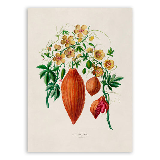 Bitter Melon Plant Botanical Illustration Print, FDA77