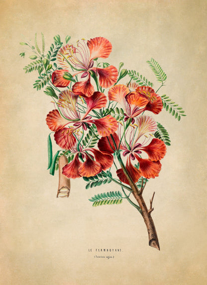 Royal Poinciana Plant Botanical Illustration Print, FDA78