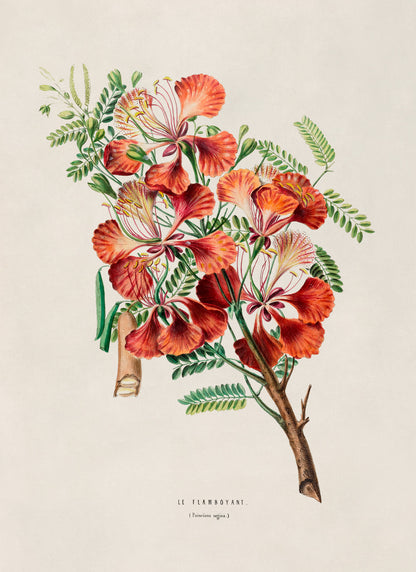 Royal Poinciana Plant Botanical Illustration Print, FDA78