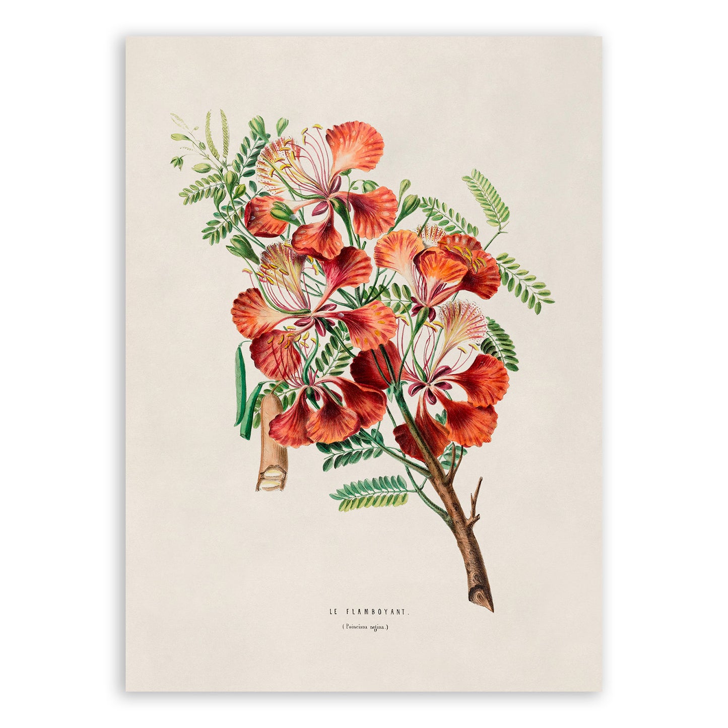 Royal Poinciana Plant Botanical Illustration Print, FDA78