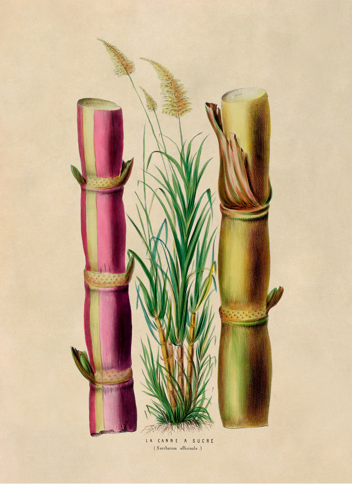 Sugarcane Plant Botanical Illustration Print, FDA79