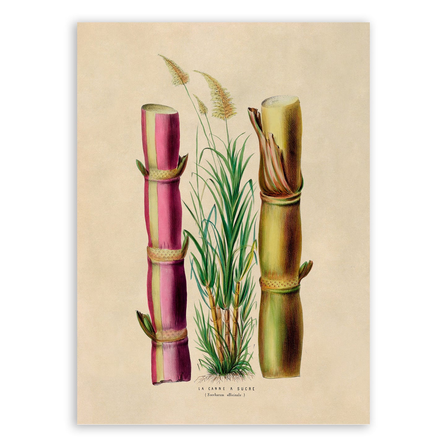 Sugarcane Plant Botanical Illustration Print, FDA79