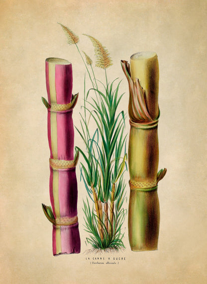 Sugarcane Plant Botanical Illustration Print, FDA79