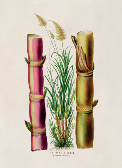 Sugarcane Plant Botanical Illustration Print, FDA79