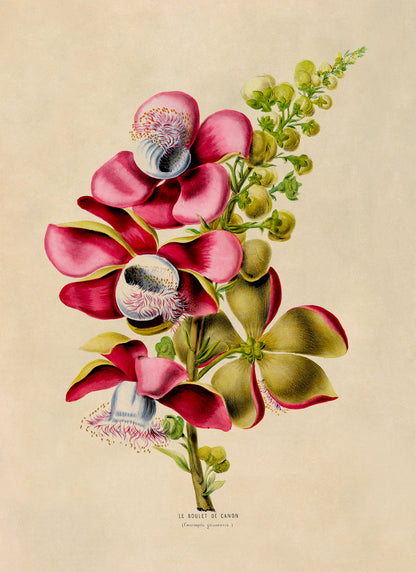 Cannonball Tree Botanical Illustration Print, FDA80