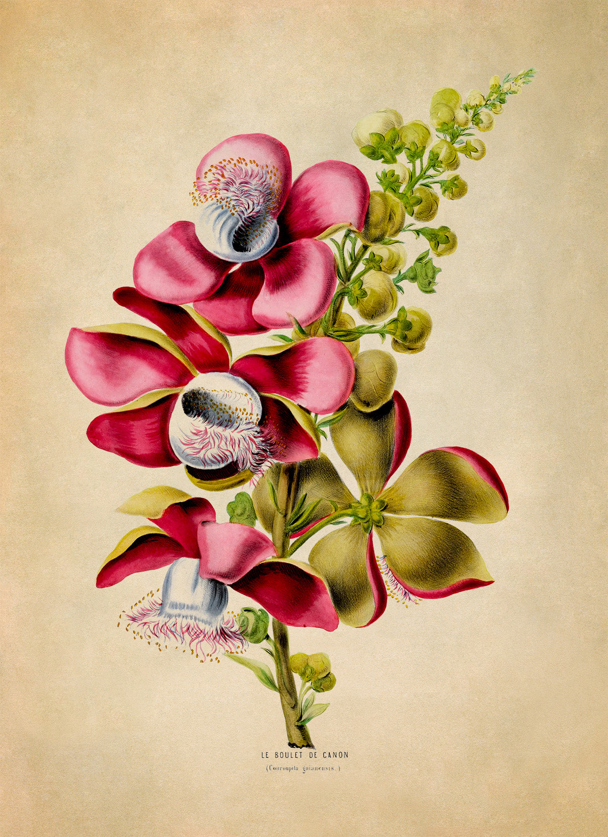 Cannonball Tree Botanical Illustration Print, FDA80